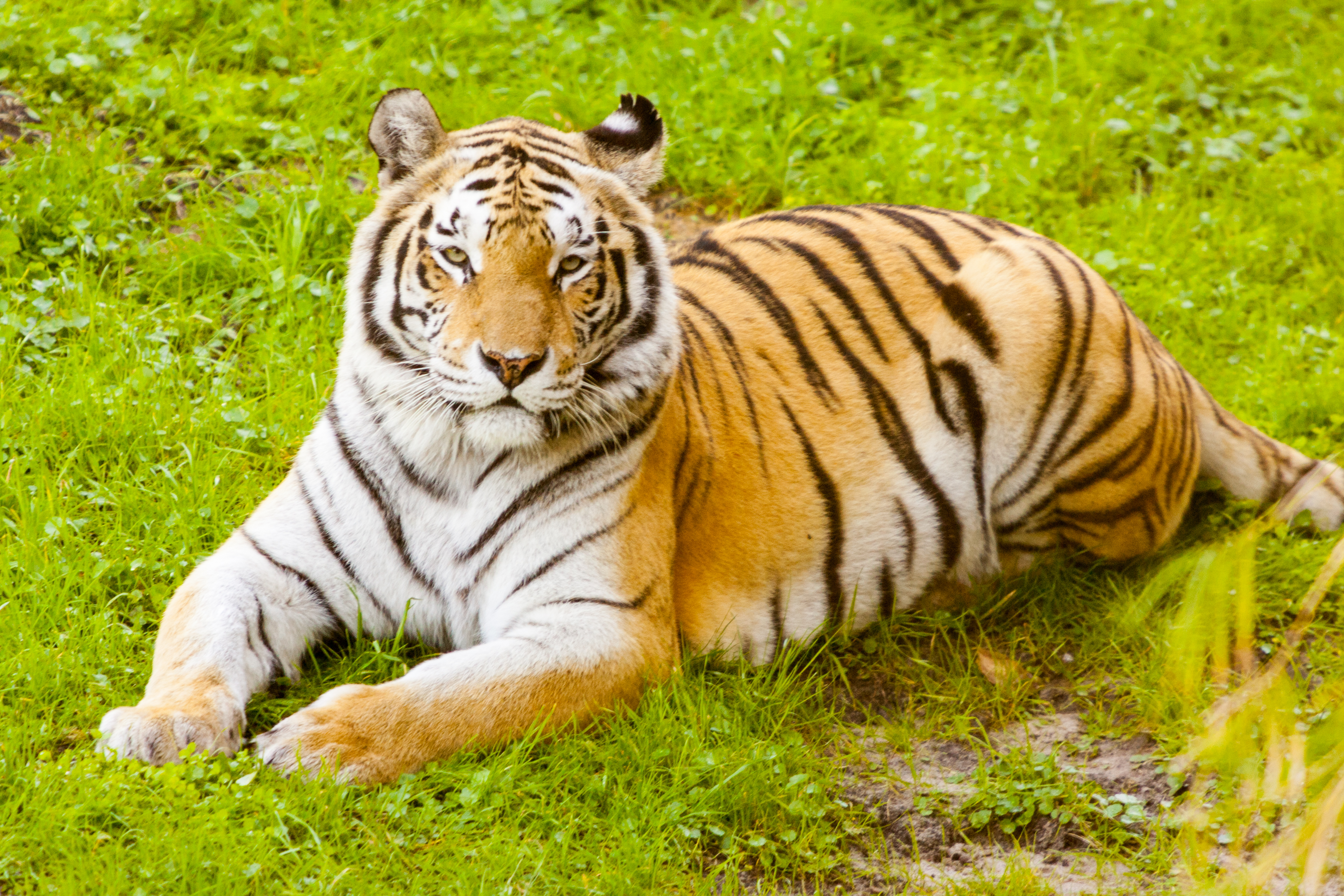 Disney Animal Kingdom